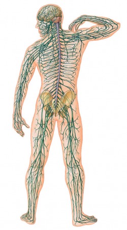 The Nervous System - Body Nerves